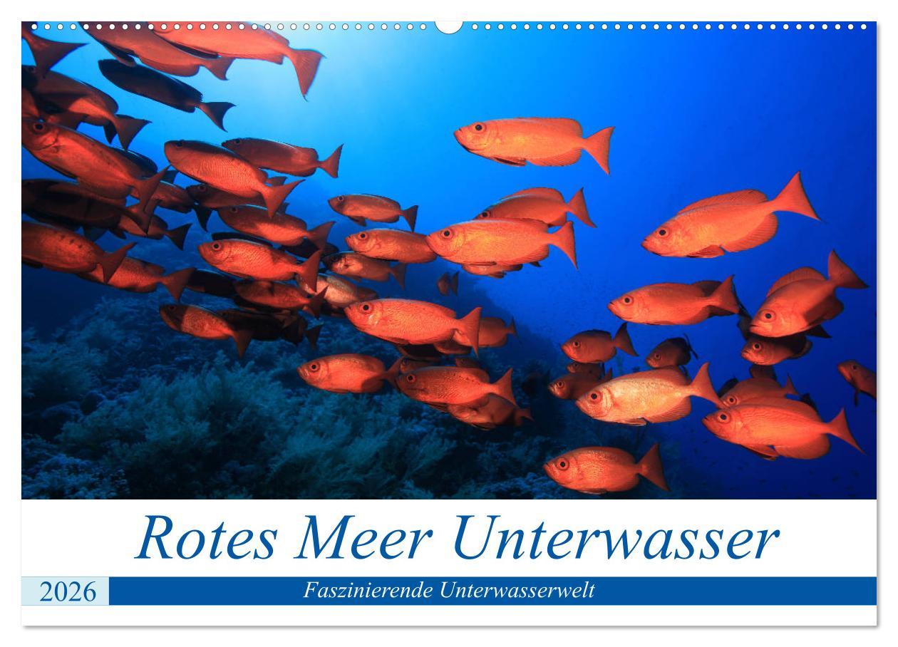 Kalendář/Diář Rotes Meer Unterwasser (Wandkalender 2026 DIN A2 quer), CALVENDO Monatskalender Calvendo