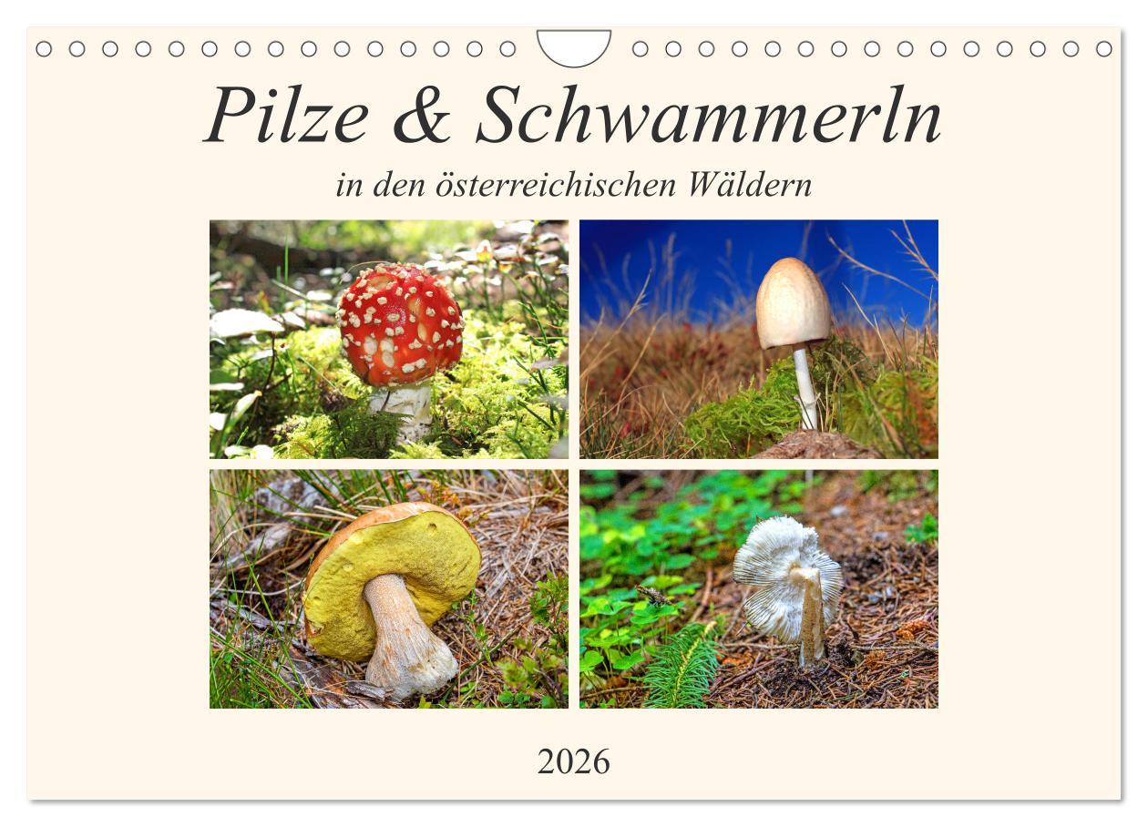 Kalendár/Diár Pilze & Schwammerln (Wandkalender 2026 DIN A4 quer), CALVENDO Monatskalender Calvendo