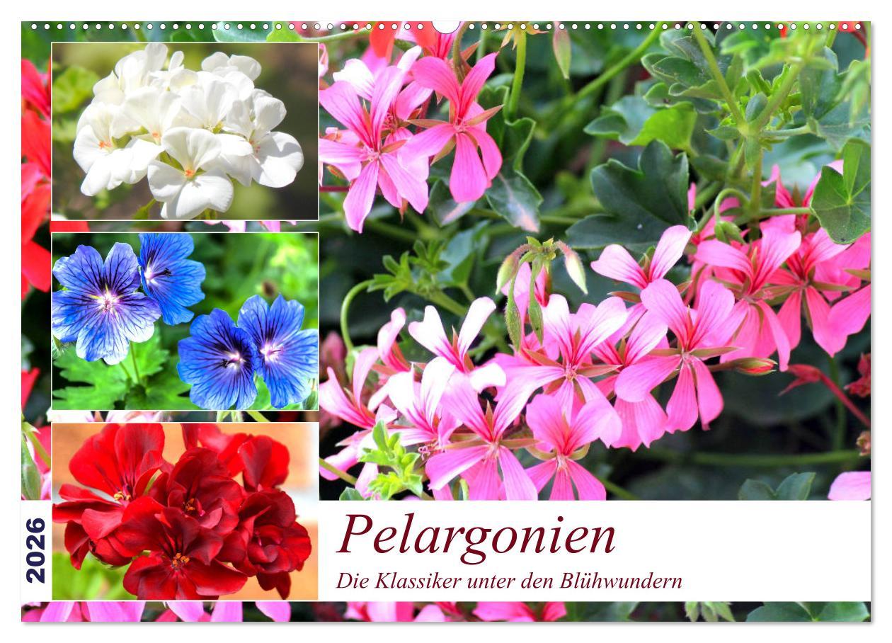 Kalendár/Diár Pelargonien. Die Klassiker unter den Blühwundern (Wandkalender 2026 DIN A2 quer), CALVENDO Monatskalender Calvendo