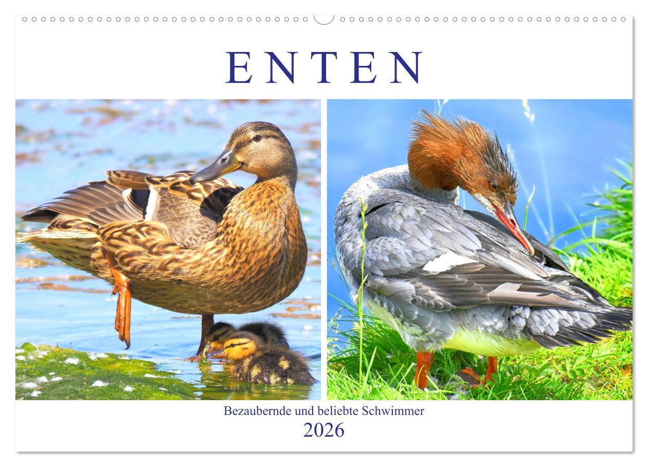 Kalendár/Diár Enten. Bezaubernde und beliebte Schwimmer (Wandkalender 2026 DIN A2 quer), CALVENDO Monatskalender Calvendo