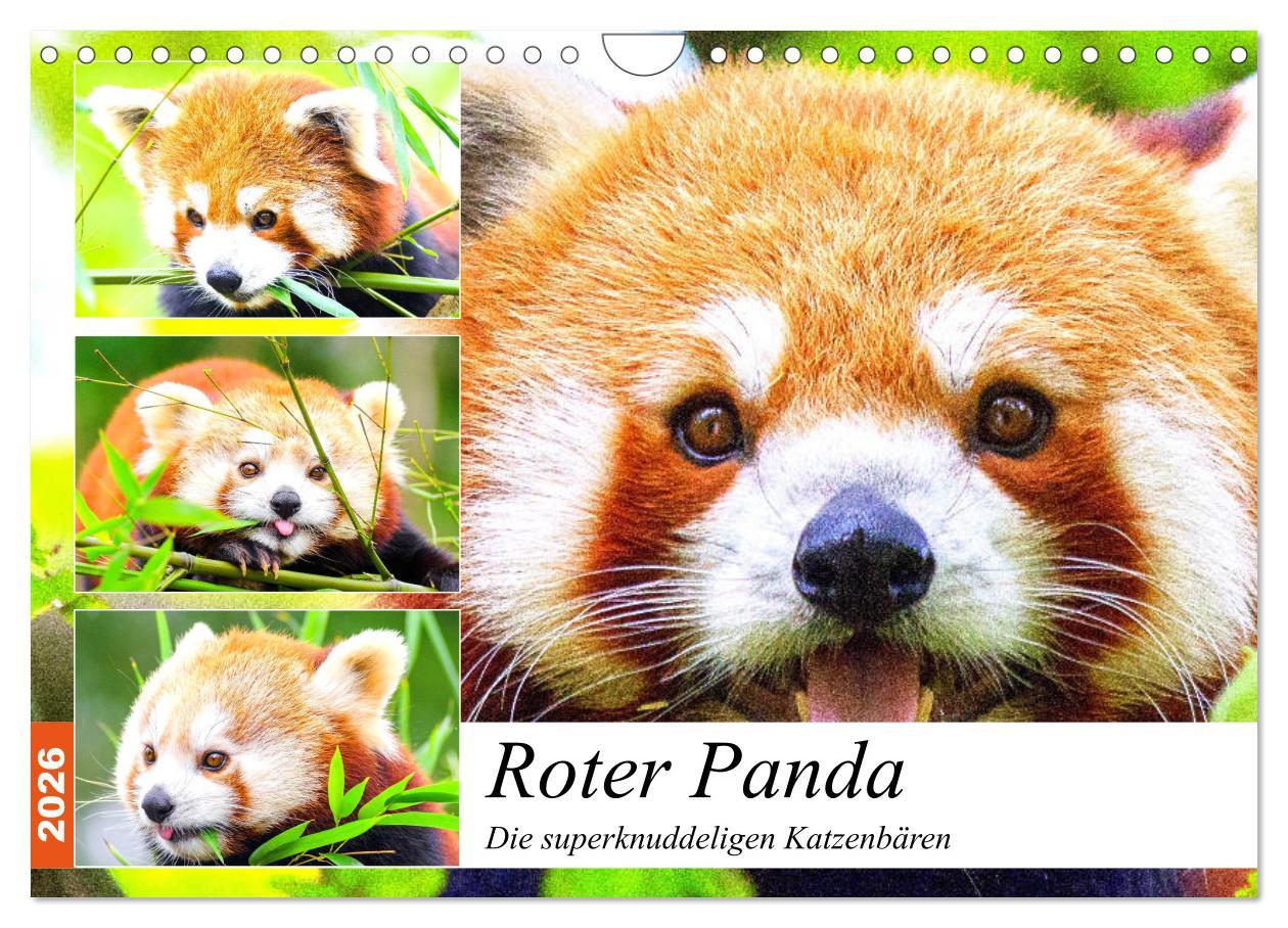 Kalendár/Diár Roter Panda. Die superknuddeligen Katzenbären (Wandkalender 2026 DIN A4 quer), CALVENDO Monatskalender Calvendo