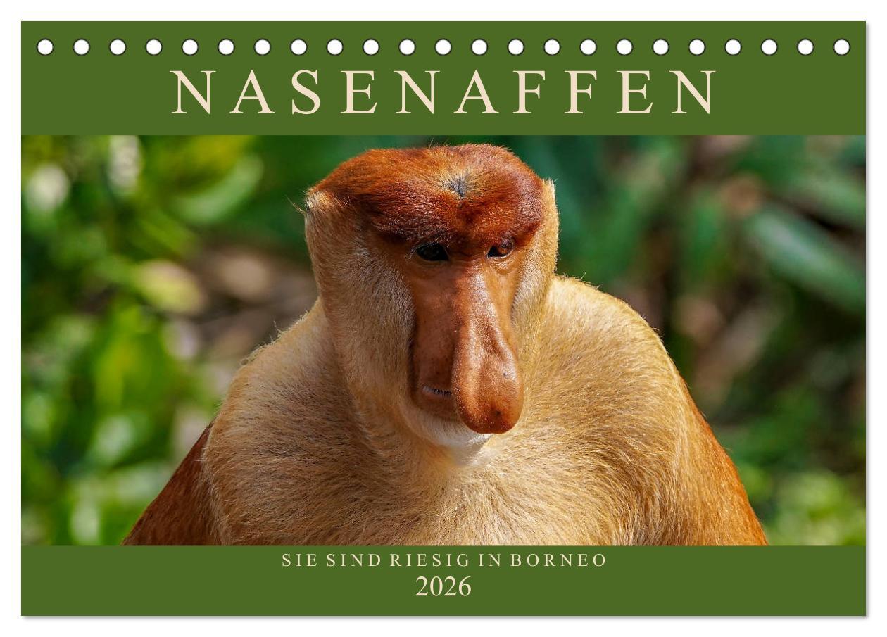 Kalendár/Diár Nasenaffen von Borneo (Tischkalender 2026 DIN A5 quer), CALVENDO Monatskalender Calvendo