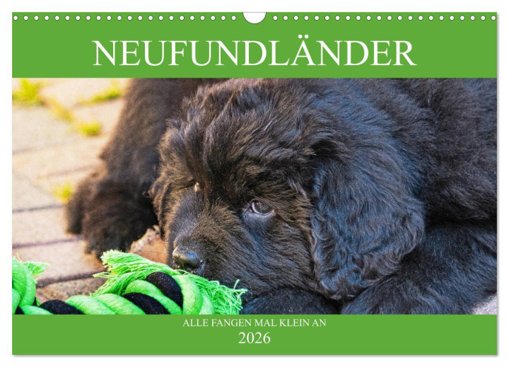 Kalendář/Diář Neufundländer - Alle fangen mal klein an (Wandkalender 2026 DIN A3 quer), CALVENDO Monatskalender Calvendo