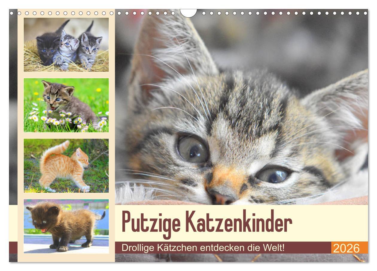 Kalendář/Diář Putzige Katzenkinder. Drollige Kätzchen entdecken die Welt! (Wandkalender 2026 DIN A3 quer), CALVENDO Monatskalender Calvendo