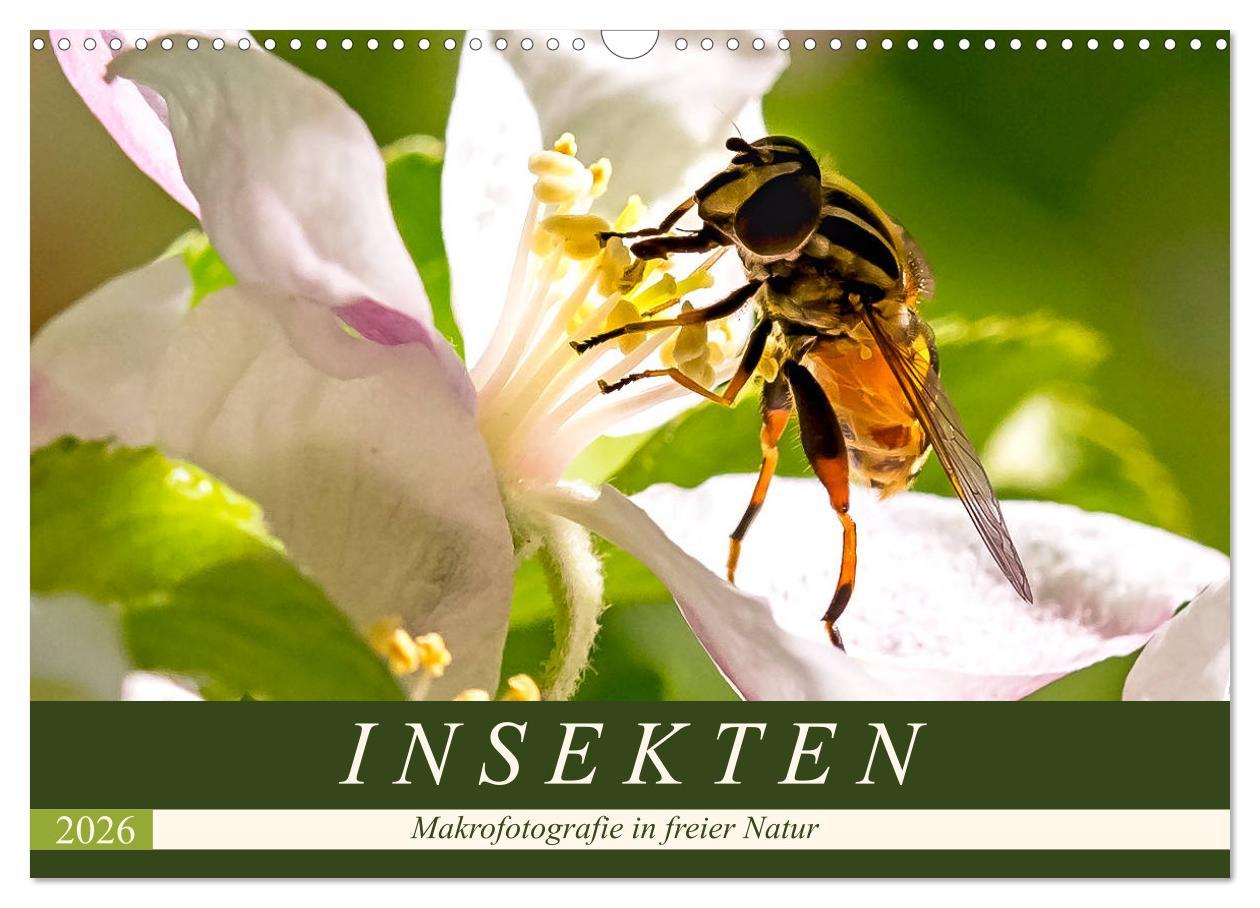 Kalendář/Diář INSEKTEN - Makrofotografie in freier Natur (Wandkalender 2026 DIN A3 quer), CALVENDO Monatskalender Calvendo
