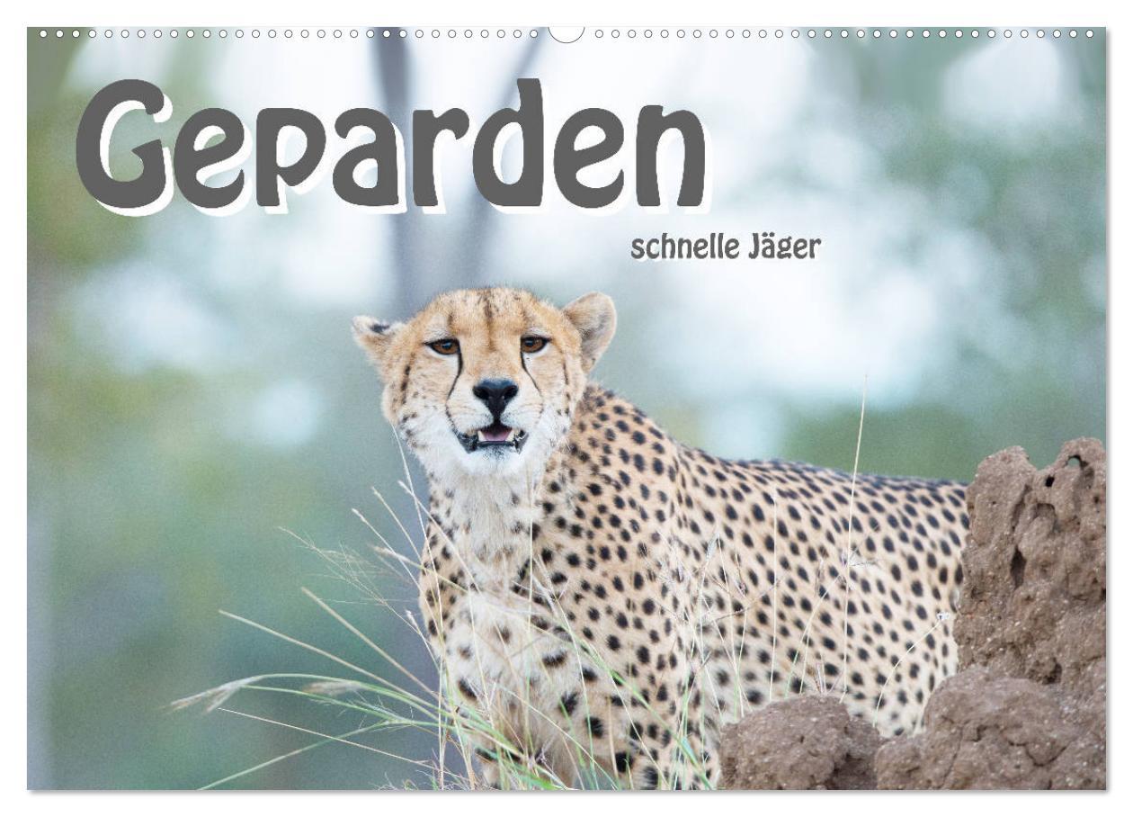 Kalendář/Diář Geparden - schnelle Jäger (Wandkalender 2026 DIN A2 quer), CALVENDO Monatskalender Calvendo