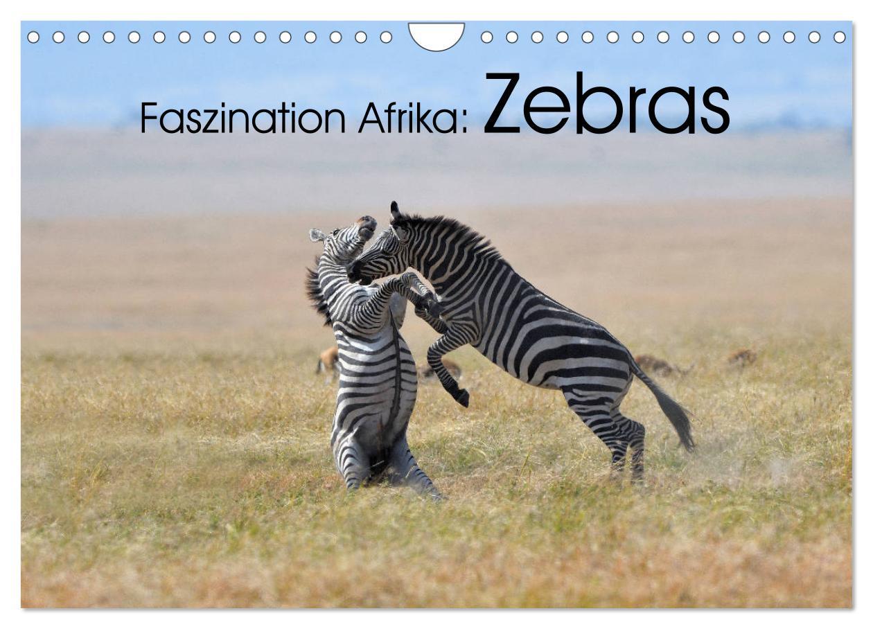 Kalendář/Diář Faszination Afrika: Zebras (Wandkalender 2026 DIN A4 quer), CALVENDO Monatskalender Calvendo