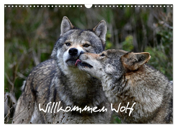 Koledar/Rokovnik Willkommen Wolf (Wandkalender 2026 DIN A3 quer), CALVENDO Monatskalender Calvendo