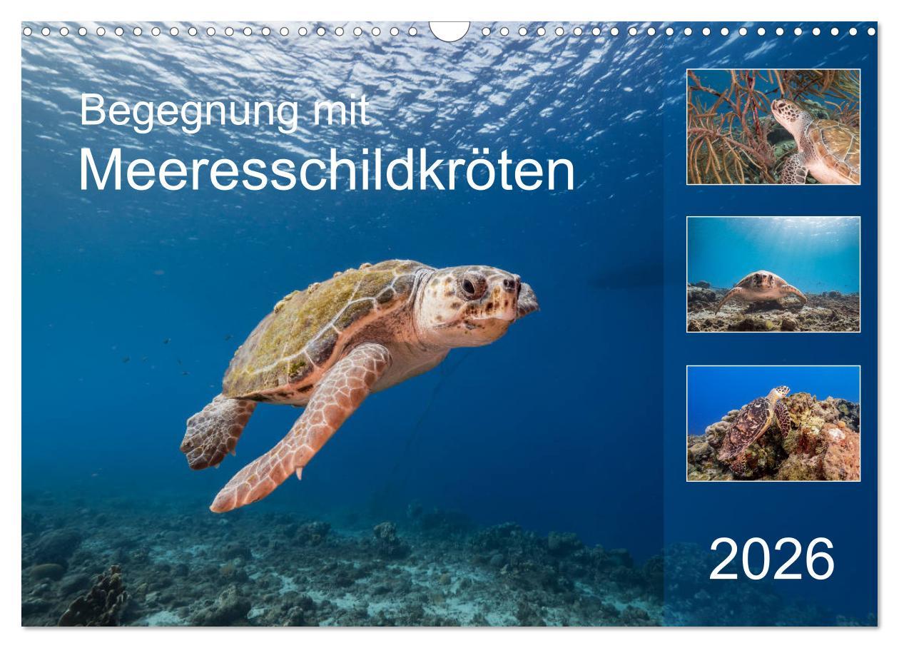 Kalendár/Diár Begegnung mit Meeresschildkröten (Wandkalender 2026 DIN A3 quer), CALVENDO Monatskalender Calvendo