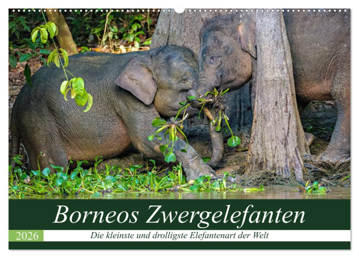 Kalendář/Diář Borneos Zwergelefanten (Wandkalender 2026 DIN A2 quer), CALVENDO Monatskalender Calvendo