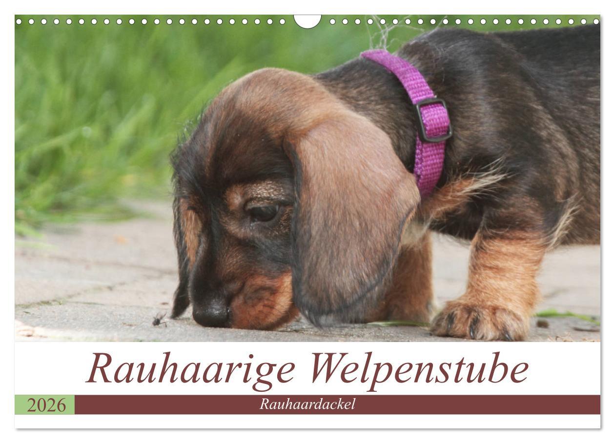 Kalendár/Diár Rauhaarige Welpenstube (Wandkalender 2026 DIN A3 quer), CALVENDO Monatskalender Calvendo