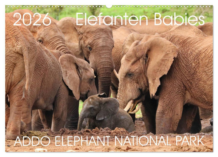 Kalendár/Diár ADDO ELEPHANT NATIONAL PARK Elefanten Babies (Wandkalender 2026 DIN A2 quer), CALVENDO Monatskalender Calvendo