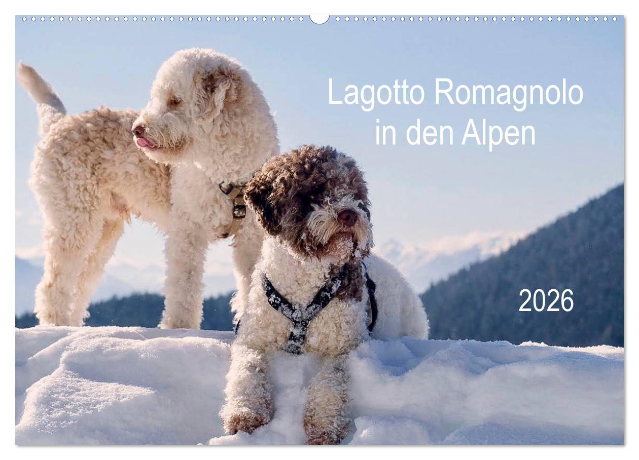 Kalendář/Diář Lagotto Romagnolo in den Alpen 2026 (Wandkalender 2026 DIN A2 quer), CALVENDO Monatskalender Calvendo