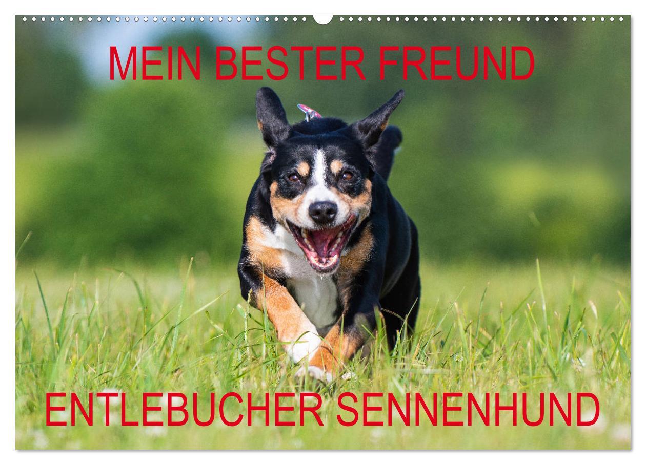 Kalendár/Diár Mein bester Freund - Entlebucher Sennenhund (Wandkalender 2026 DIN A2 quer), CALVENDO Monatskalender Calvendo