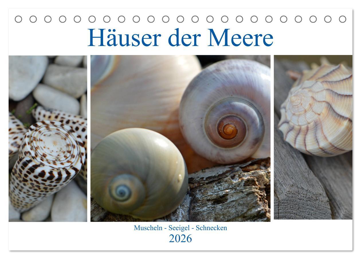 Kalendár/Diár Häuser der Meere: Muscheln - Seeigel - Schnecken (Tischkalender 2026 DIN A5 quer), CALVENDO Monatskalender Calvendo