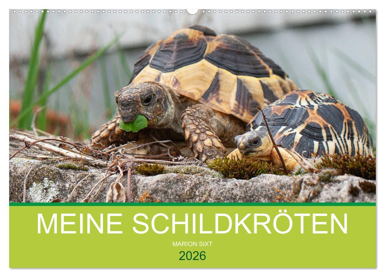 Kalendář/Diář Meine Schildkröten (Wandkalender 2026 DIN A2 quer), CALVENDO Monatskalender Calvendo