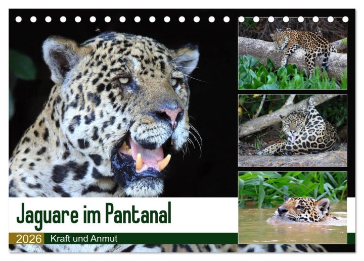 Kalendář/Diář Jaguare im Pantanal (Tischkalender 2026 DIN A5 quer), CALVENDO Monatskalender Calvendo