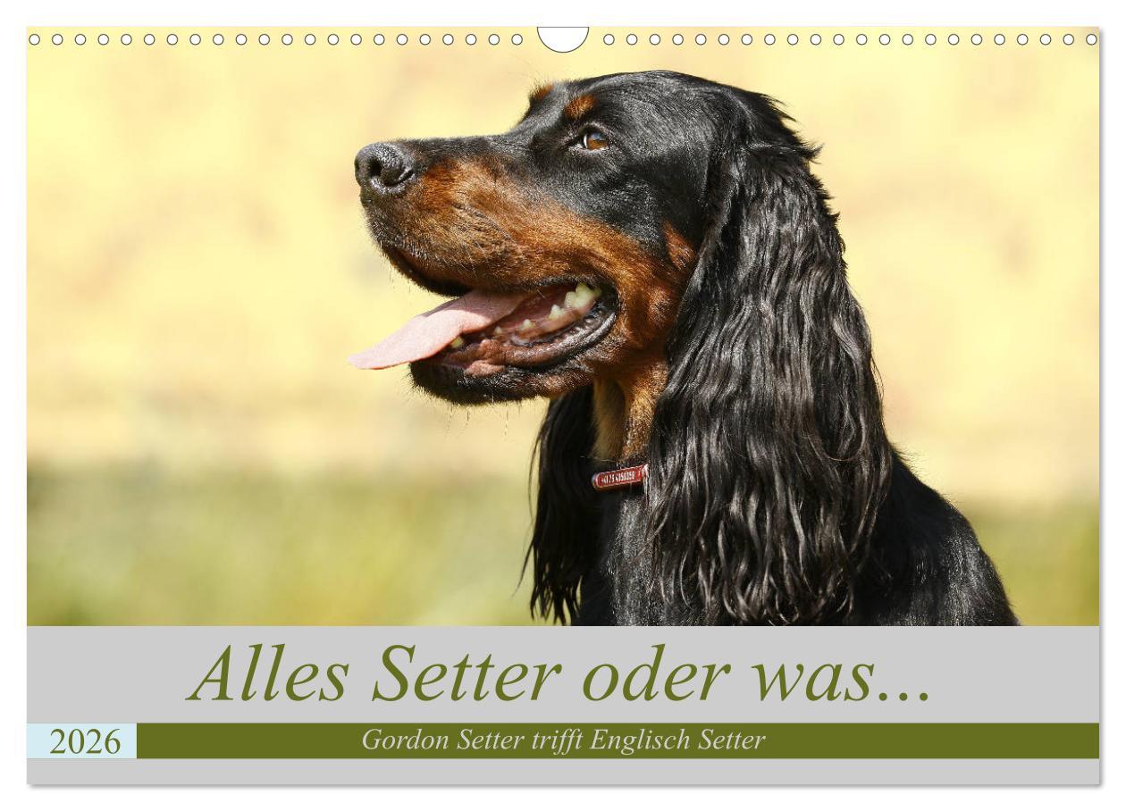 Kalendář/Diář Alles Setter oder was (Wandkalender 2026 DIN A3 quer), CALVENDO Monatskalender Calvendo