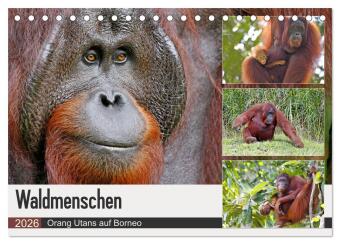 Kalendár/Diár Waldmenschen - Orang Utans auf Borneo (Tischkalender 2026 DIN A5 quer), CALVENDO Monatskalender Calvendo