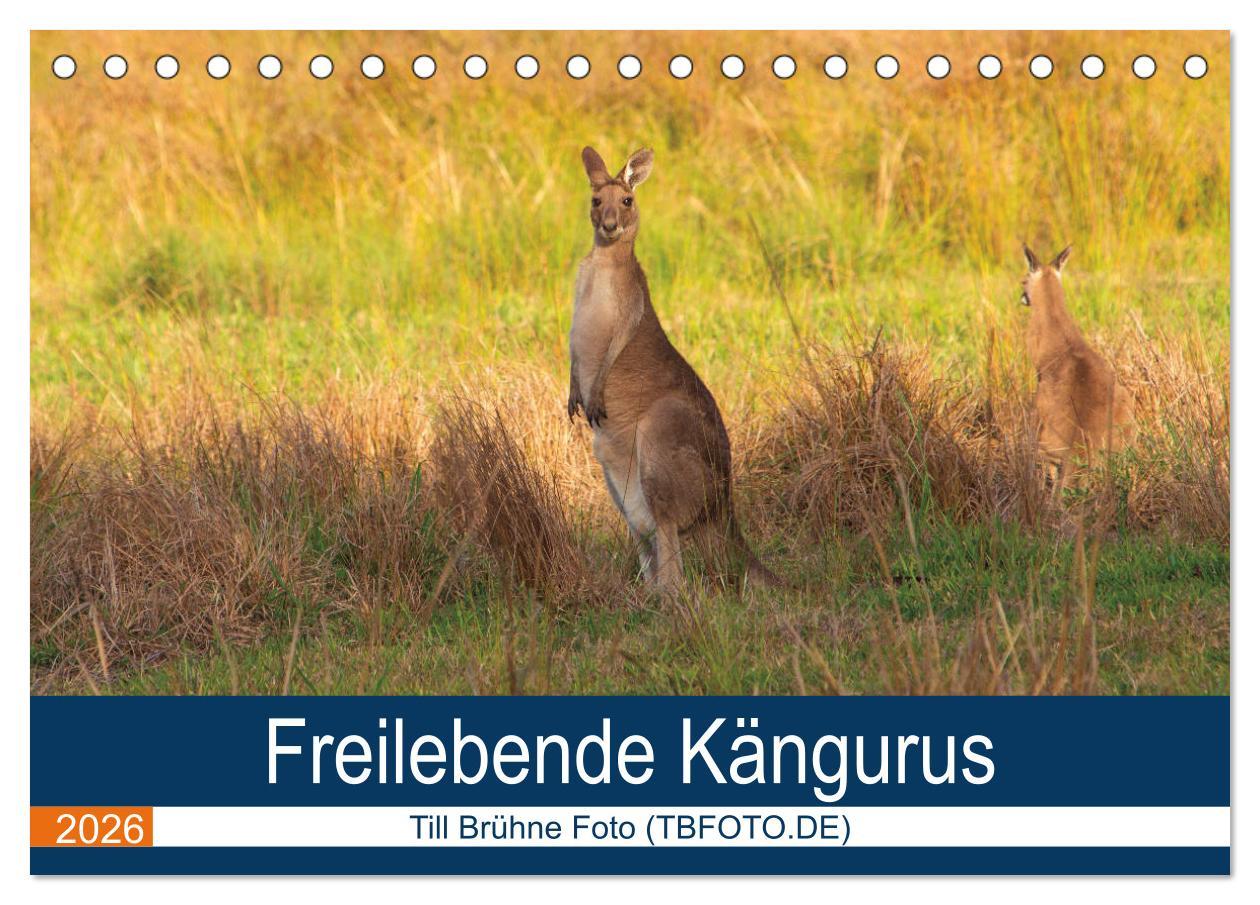 Календар/тефтер Freilebende Kängurus (Tischkalender 2026 DIN A5 quer), CALVENDO Monatskalender Calvendo