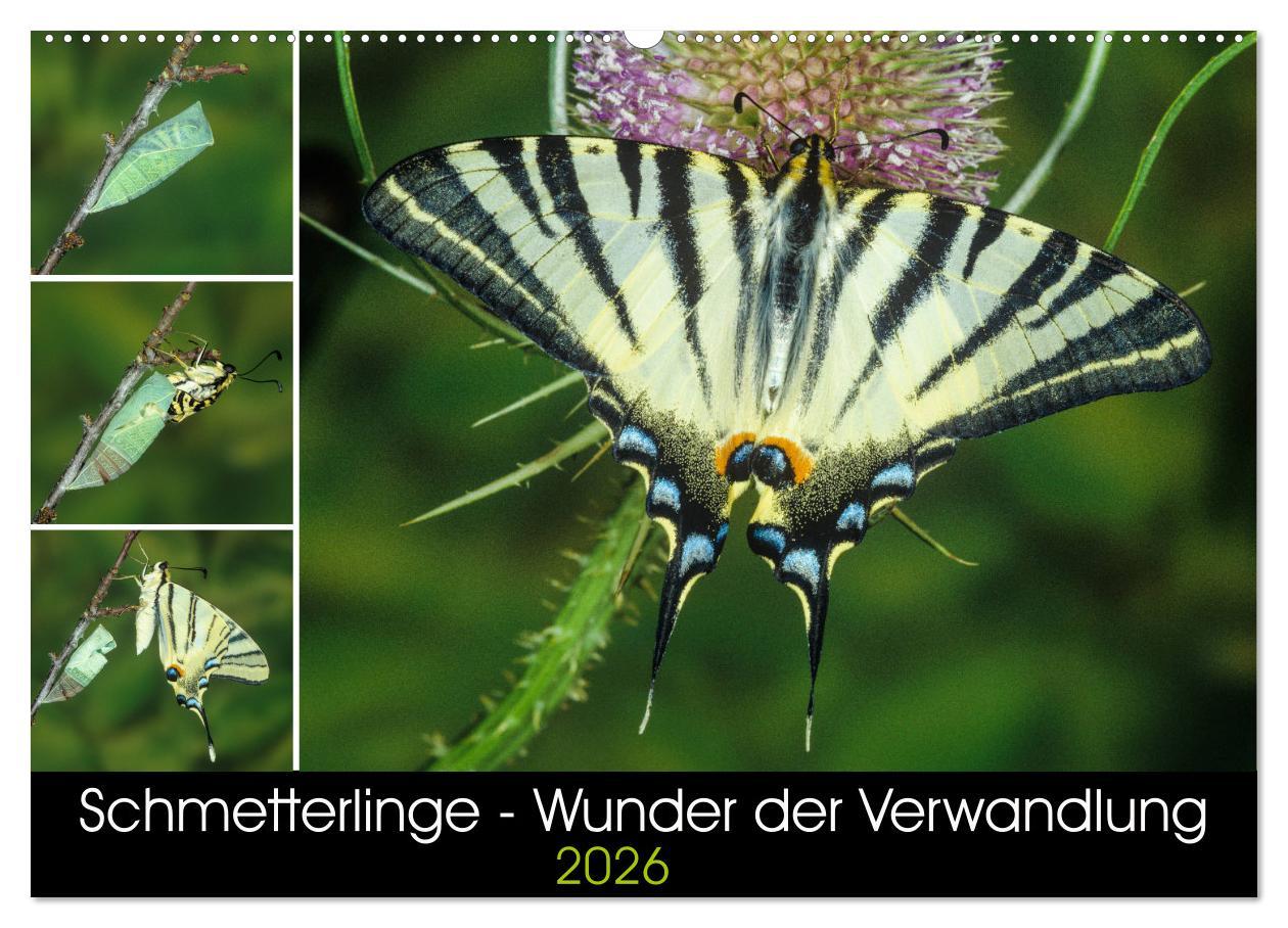 Kalender/agenda Schmetterlinge - Wunder der Verwandlung (Wandkalender 2026 DIN A2 quer), CALVENDO Monatskalender Calvendo