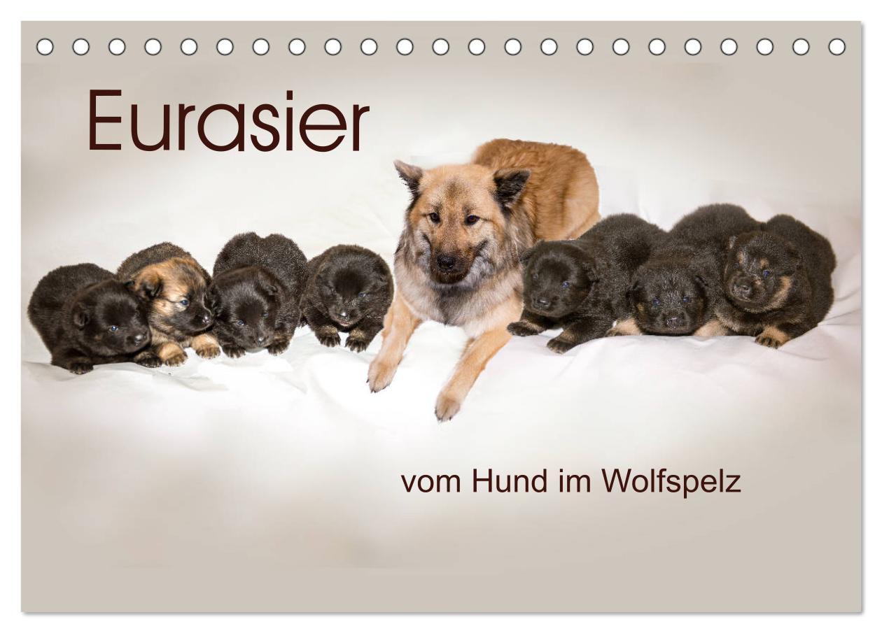 Kalendár/Diár Eurasier, der Hund im Wolfspelz (Tischkalender 2026 DIN A5 quer), CALVENDO Monatskalender Calvendo
