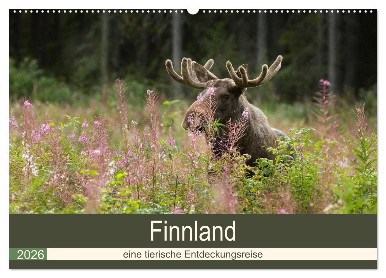 Kalendár/Diár Finnland: eine tierische Entdeckungsreise (Wandkalender 2026 DIN A2 quer), CALVENDO Monatskalender Calvendo