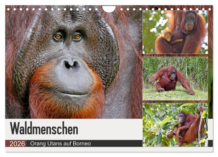 Календар/тефтер Waldmenschen - Orang Utans auf Borneo (Wandkalender 2026 DIN A4 quer), CALVENDO Monatskalender Calvendo