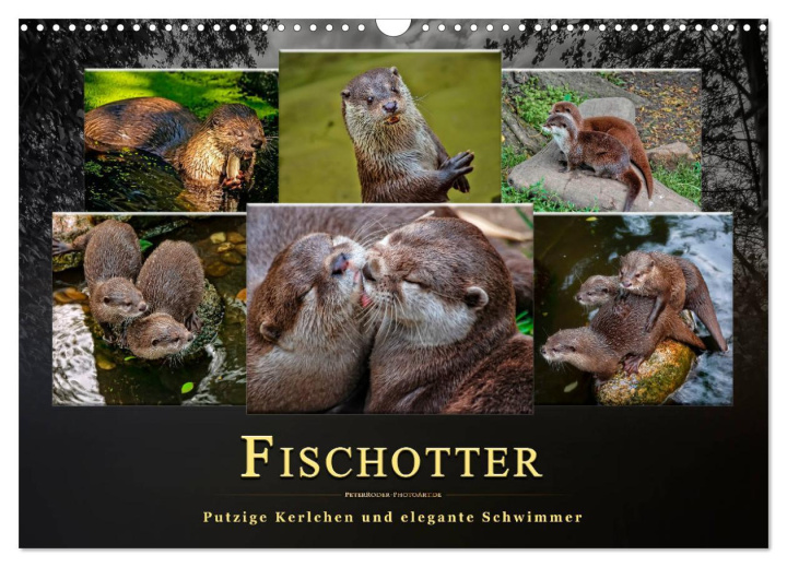 Kalendár/Diár Fischotter - putzige Kerlchen und elegante Schwimmer (Wandkalender 2026 DIN A3 quer), CALVENDO Monatskalender Calvendo