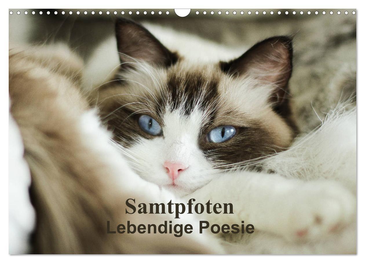 Kalendár/Diár Samtpfoten Lebendige Poesie (Wandkalender 2026 DIN A3 quer), CALVENDO Monatskalender Calvendo