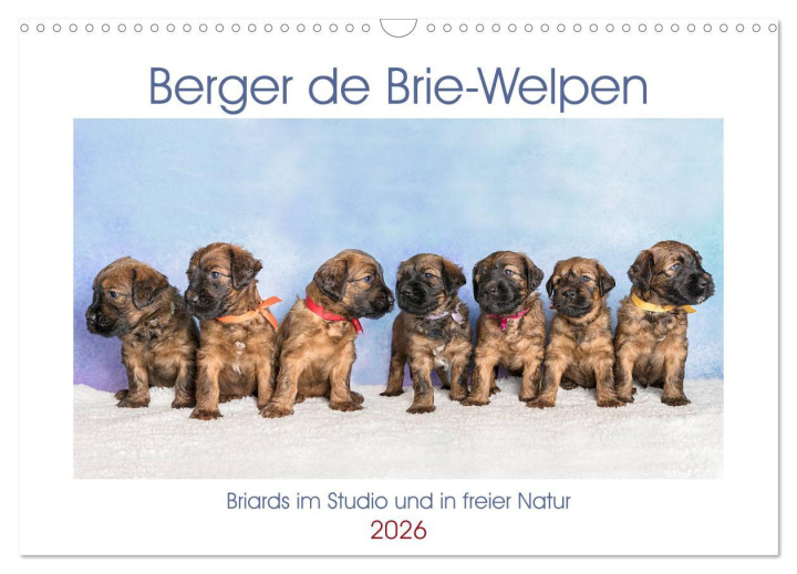 Kalendář/Diář Berger de Brie - Welpen (Wandkalender 2026 DIN A3 quer), CALVENDO Monatskalender Calvendo