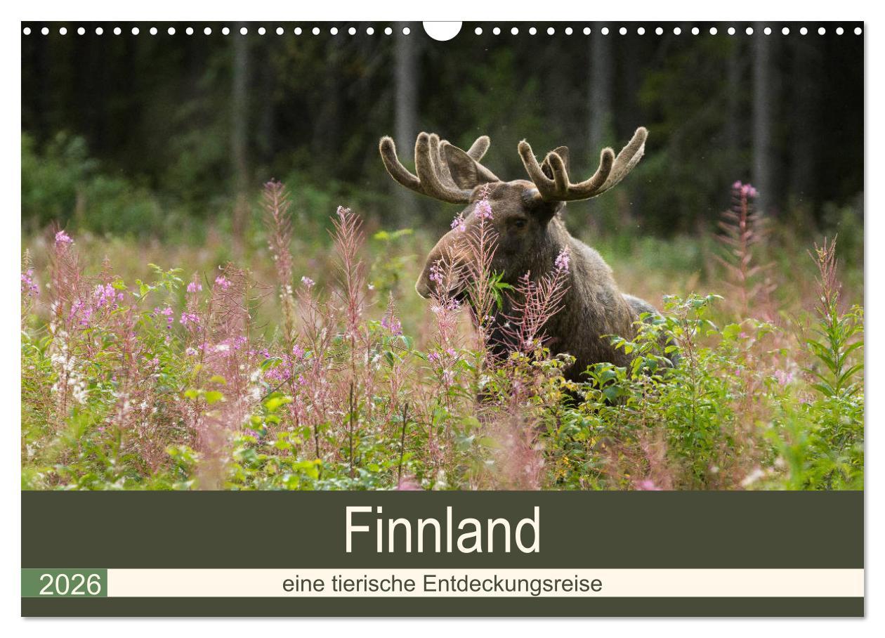 Kalendář/Diář Finnland: eine tierische Entdeckungsreise (Wandkalender 2026 DIN A3 quer), CALVENDO Monatskalender Calvendo