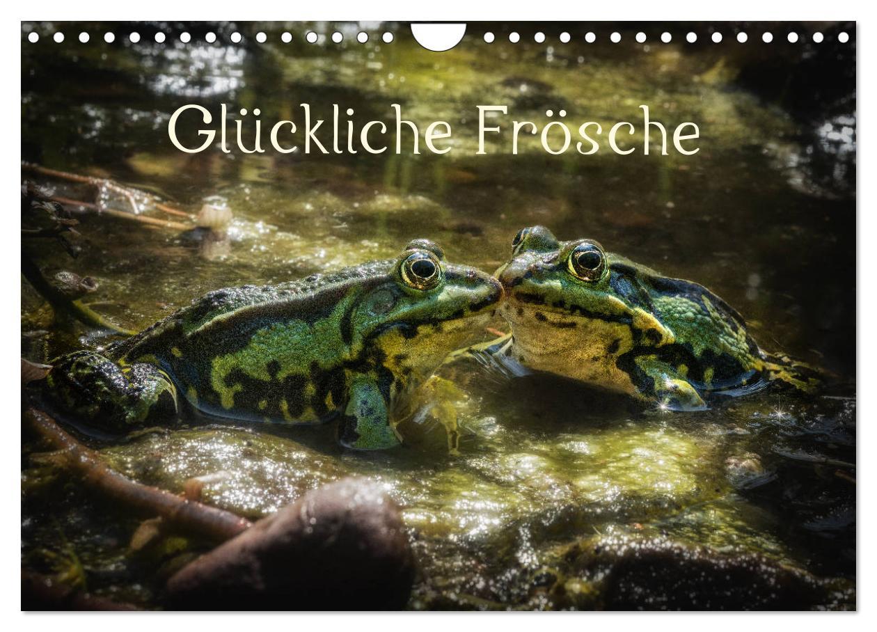 Kalendář/Diář Glückliche Frösche (Wandkalender 2026 DIN A4 quer), CALVENDO Monatskalender Calvendo