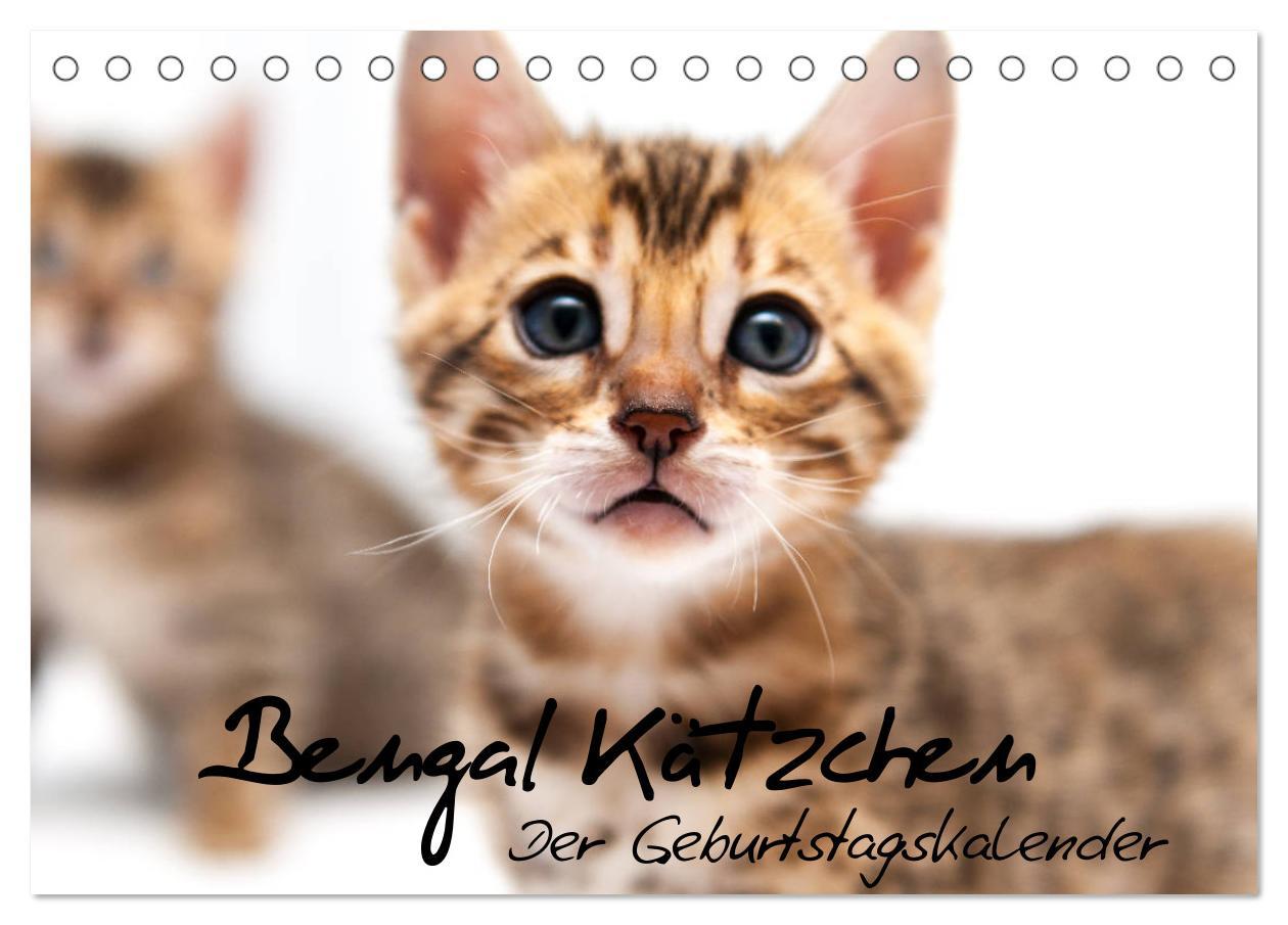 Kalendár/Diár Bengal Kätzchen - Der Geburtstagskalender (Tischkalender 2026 DIN A5 quer), CALVENDO Monatskalender Calvendo