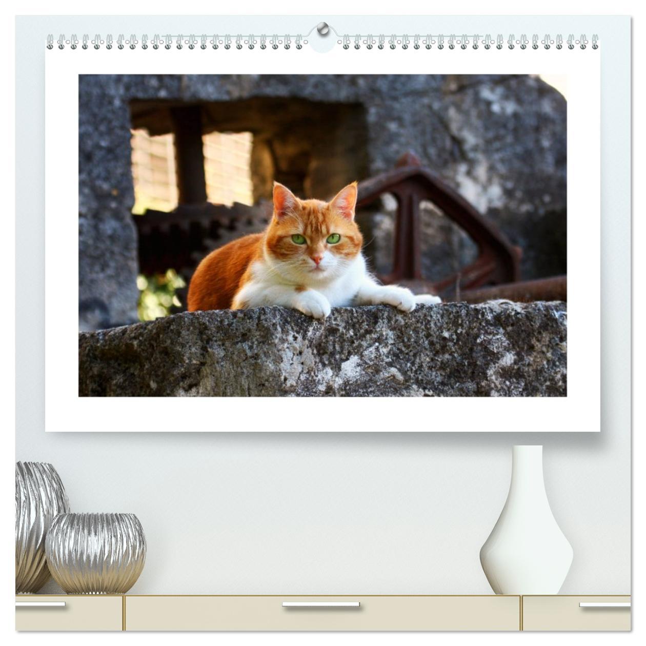 Kalendár/Diár Straßentiger auf Samtpfoten (hochwertiger Premium Wandkalender 2026 DIN A2 quer), Kunstdruck in Hochglanz Calvendo