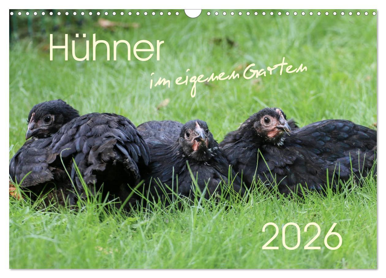 Kalender/Terminbuch Hühner im eigenen Garten (Wandkalender 2026 DIN A3 quer), CALVENDO Monatskalender Calvendo