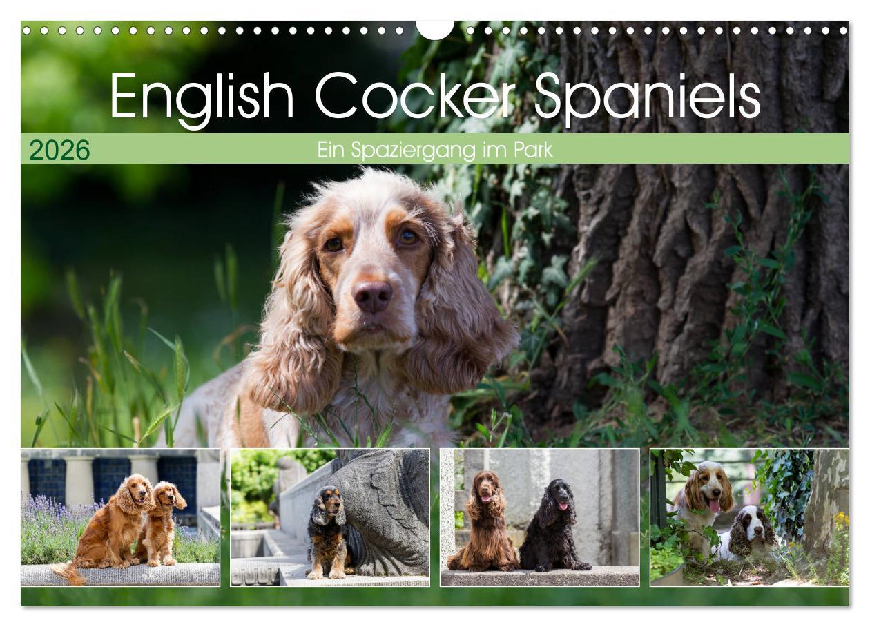 Kalendář/Diář English Cocker Spaniels - Ein Spaziergang im Park (Wandkalender 2026 DIN A3 quer), CALVENDO Monatskalender Calvendo