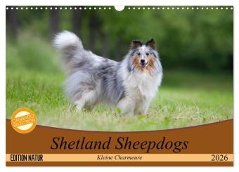 Kalendář/Diář Shetland Sheepdogs - Kleine Charmeure (Wandkalender 2026 DIN A3 quer), CALVENDO Monatskalender Calvendo