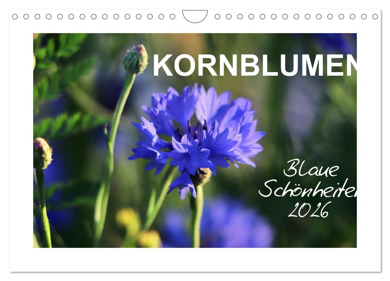 Kalendár/Diár Kornblumen - Blaue Schönheiten (Wandkalender 2026 DIN A4 quer), CALVENDO Monatskalender Calvendo