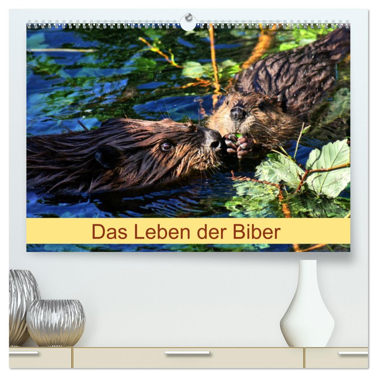 Kalendár/Diár Das Leben der Biber (hochwertiger Premium Wandkalender 2026 DIN A2 quer), Kunstdruck in Hochglanz Calvendo