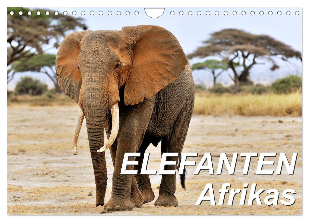 Kalendár/Diár Elefanten Afrikas (Wandkalender 2026 DIN A4 quer), CALVENDO Monatskalender Calvendo