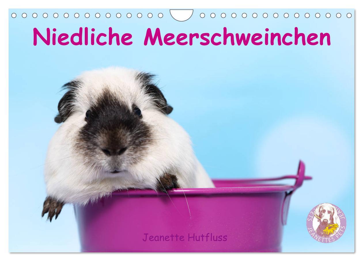 Kalendár/Diár Niedliche Meerschweinchen (Wandkalender 2026 DIN A4 quer), CALVENDO Monatskalender Calvendo