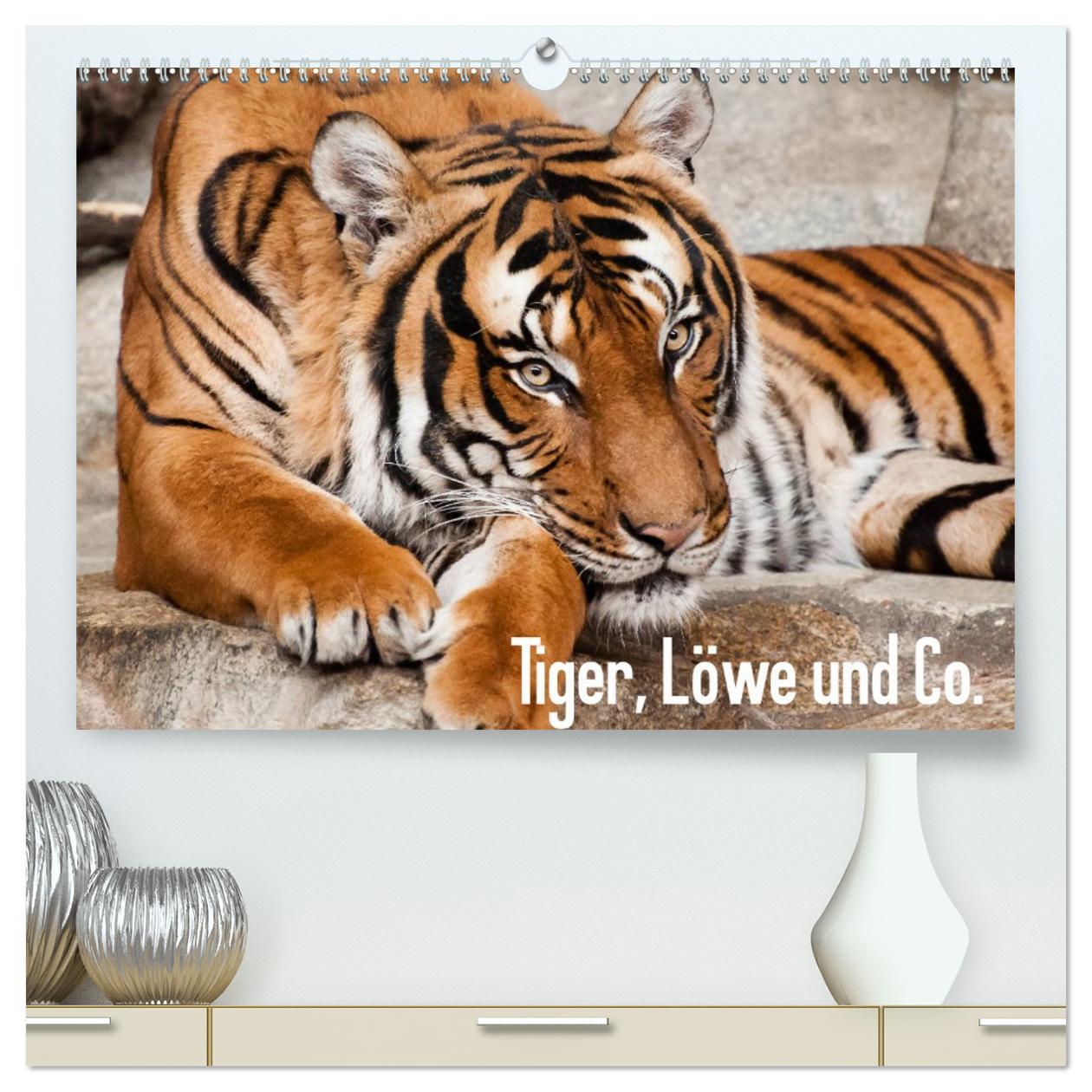 Kalendář/Diář Tiger, Löwe und Co. (hochwertiger Premium Wandkalender 2026 DIN A2 quer), Kunstdruck in Hochglanz Calvendo