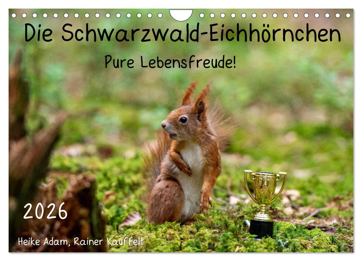 Kalendár/Diár Die Schwarzwald-Eichhörnchen (Wandkalender 2026 DIN A4 quer), CALVENDO Monatskalender Calvendo