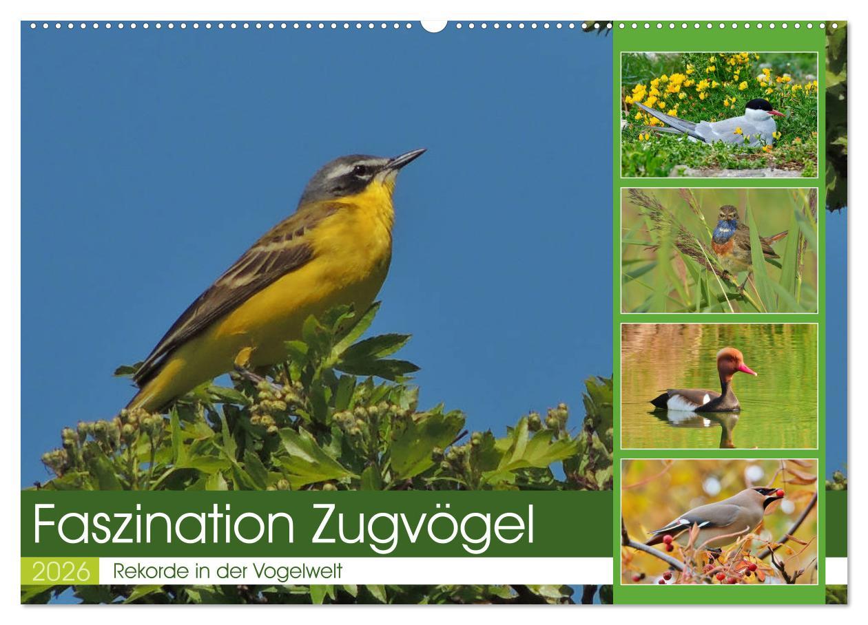 Kalendár/Diár Faszination Zugvögel - Rekorde in der Vogelwelt (Wandkalender 2026 DIN A2 quer), CALVENDO Monatskalender Calvendo