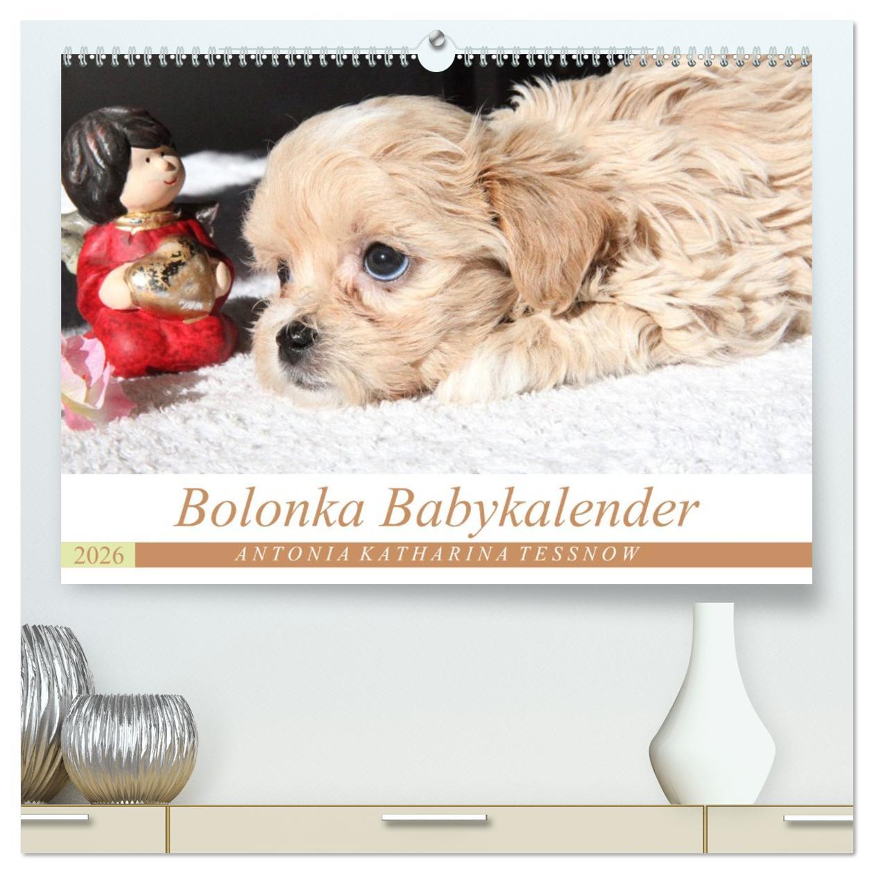 Kalendár/Diár Bolonka Babykalender 2026 (hochwertiger Premium Wandkalender 2026 DIN A2 quer), Kunstdruck in Hochglanz Calvendo