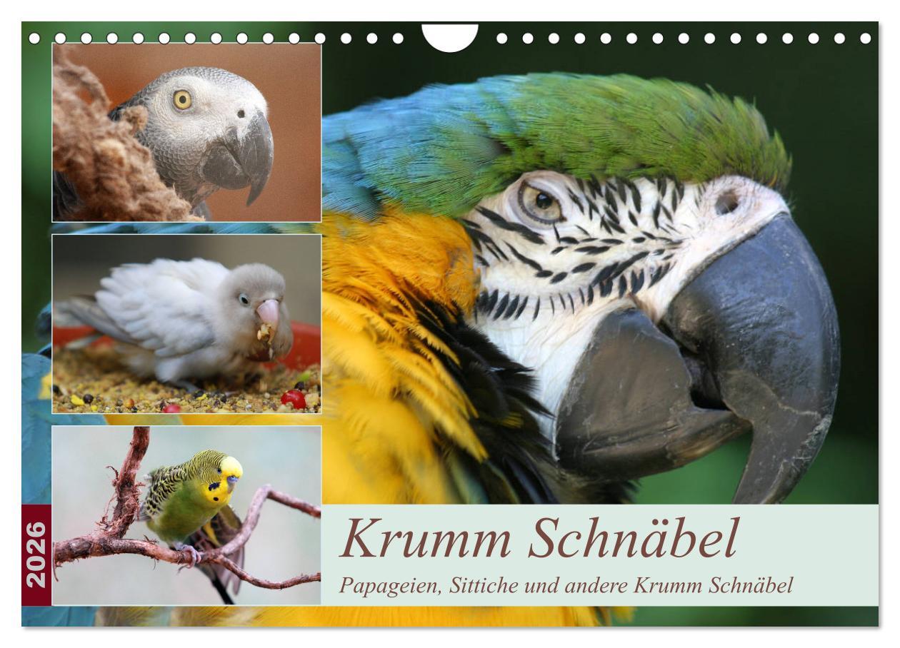 Kalendár/Diár Krumm Schnäbel - Papageien, Sittiche und andere Krumm Schnäbel (Wandkalender 2026 DIN A4 quer), CALVENDO Monatskalender Calvendo