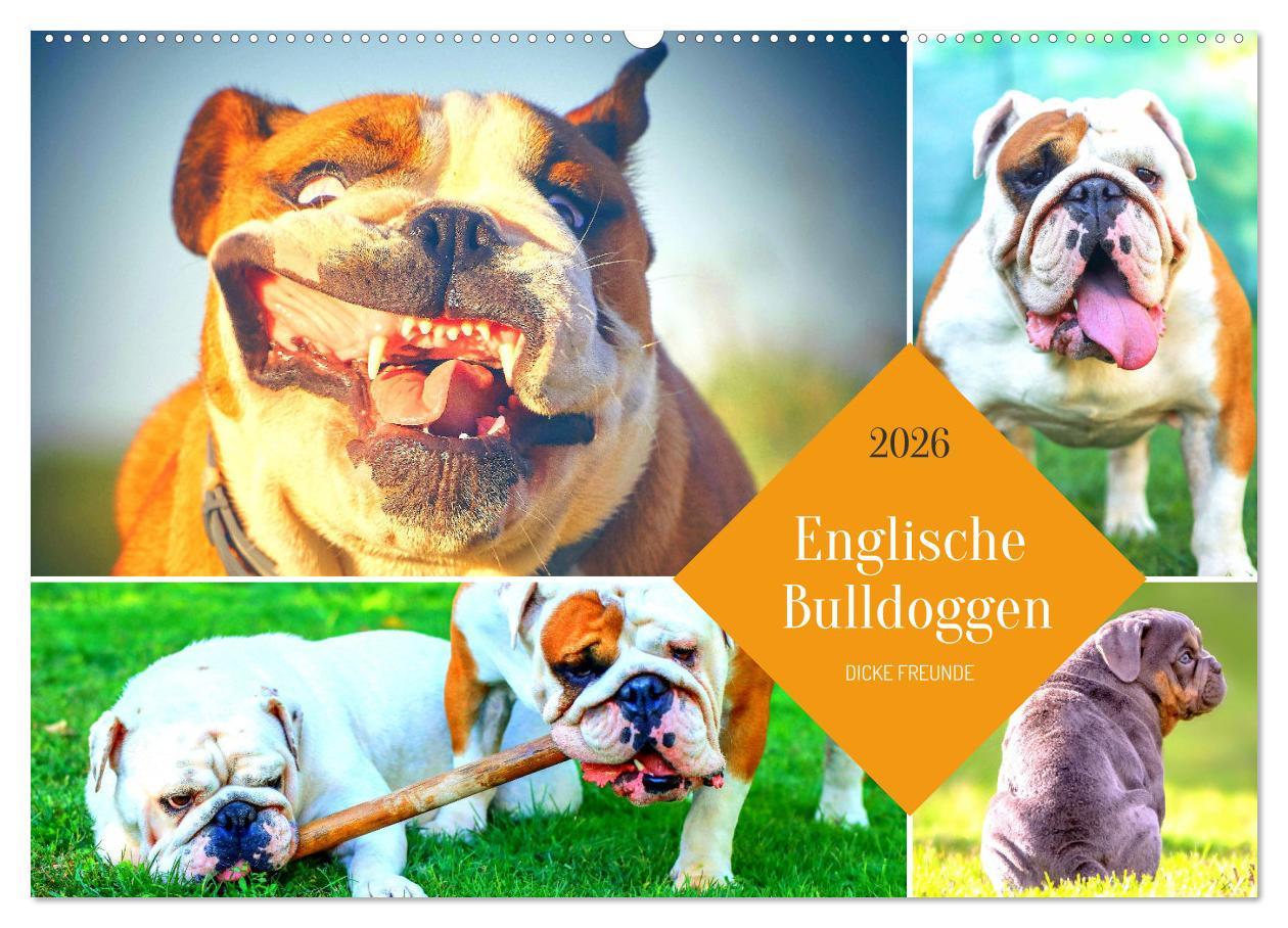 Kalendár/Diár Dicke Freunde. Englische Bulldoggen (Wandkalender 2026 DIN A2 quer), CALVENDO Monatskalender Calvendo