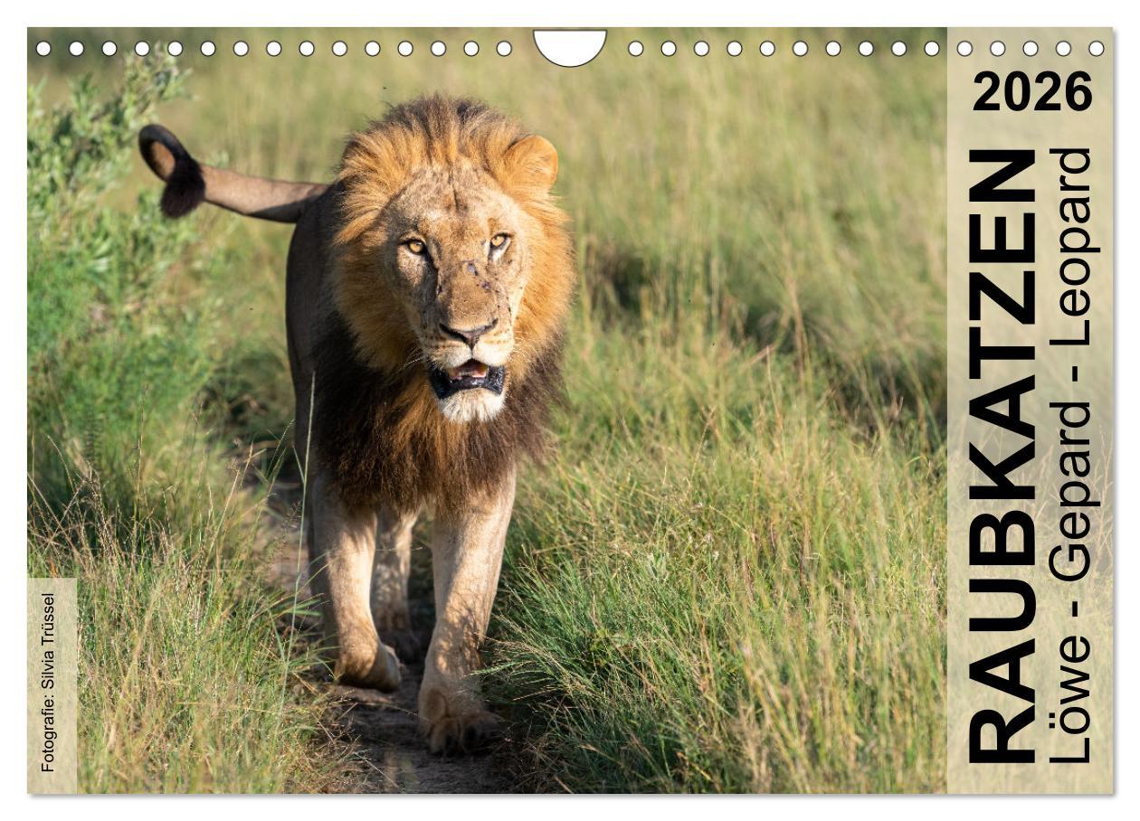 Kalendář/Diář Raubkatzen - Löwe, Gepard, Leopard (Wandkalender 2026 DIN A4 quer), CALVENDO Monatskalender Calvendo
