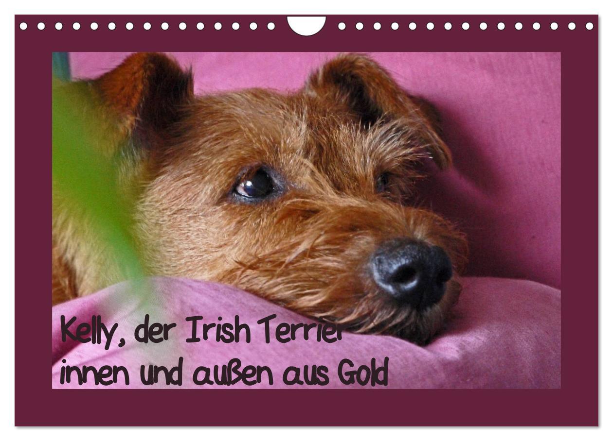 Kalendář/Diář Kelly, der Irish Terrier - innen und außen aus Gold (Wandkalender 2026 DIN A4 quer), CALVENDO Monatskalender Calvendo